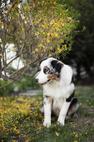Portret Van Schattige Hond Poseren Buitenshuis — Stockfoto