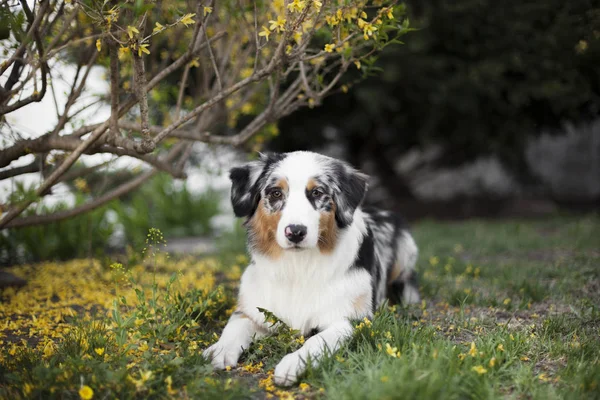 Portret Van Schattige Hond Poseren Buitenshuis — Stockfoto