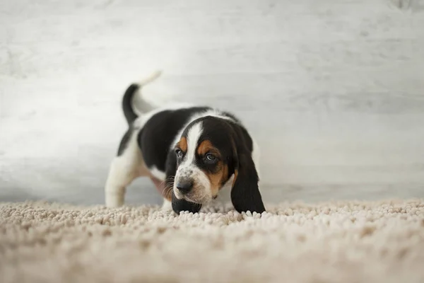 Schattige Puppy Met Lange Oren Gezellig Tapijt — Stockfoto