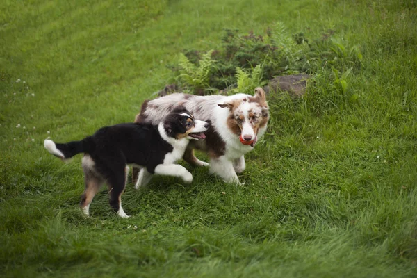 gündüz açık havada oynarken sevimli köpekler