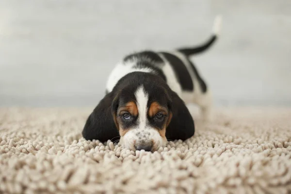 Schattige Puppy Met Lange Oren Gezellig Tapijt — Stockfoto