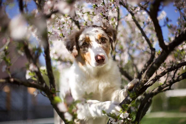 Portret Van Schattige Hond Poseren Buitenshuis — Stockfoto