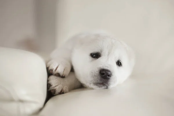 自宅でソファの上でかわいい白い子犬のポーズ — ストック写真