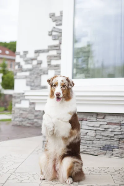 Porträtt Söt Hund Poserar Utomhus — Stockfoto