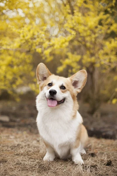 昼間に屋外でポーズをとるコーギー犬の肖像画 — ストック写真