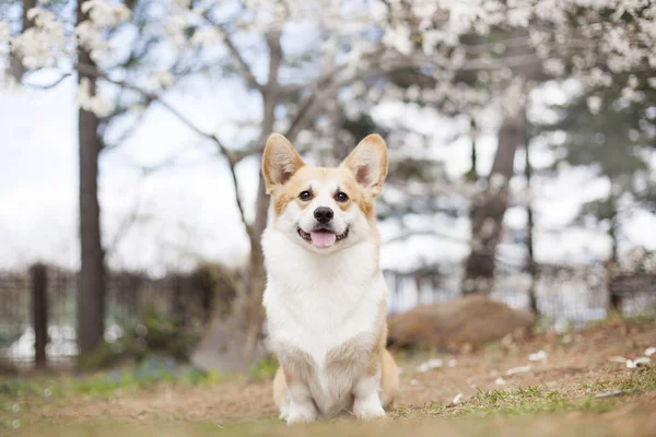 corgi köpek portresi gündüz açık poz 