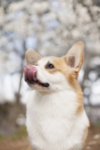 Retrato Perro Corgi Posando Aire Libre Durante Día — Foto de Stock