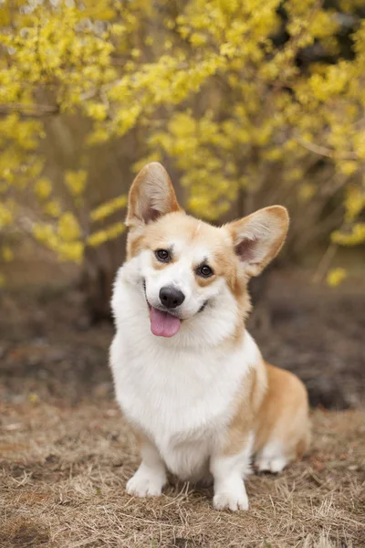 Portrait Chien Corgi Posant Plein Air Jour — Photo