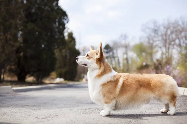 Porträtt Corgi Dog Walking Utomhus Dagtid — Stockfoto