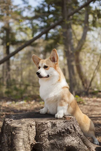 Портрет Собаки Корги Гуляющей Днем Свежем Воздухе — стоковое фото