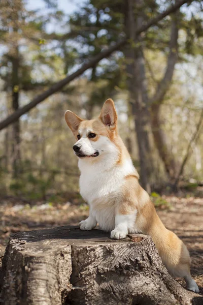 Porträtt Corgi Dog Walking Utomhus Dagtid — Stockfoto