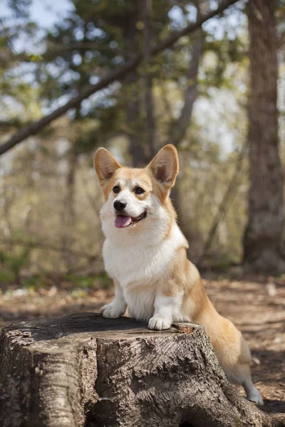 Porträtt Corgi Dog Walking Utomhus Dagtid — Stockfoto