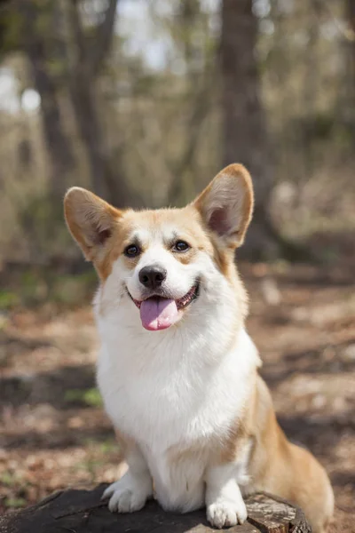 昼間に屋外でポーズをとるコーギー犬の肖像画 — ストック写真