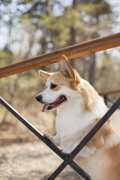 Portrait Corgi Dog Posing Outdoor Daytime — Stock Photo, Image