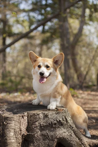 corgi köpek portresi gündüz açık poz 