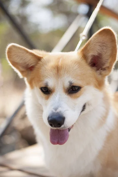 Porträtt Corgi Hund Poserar Utomhus Dagtid — Stockfoto