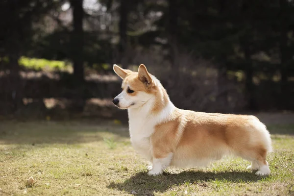 Potret Anjing Corgi Berjalan Luar Ruangan Pada Siang Hari — Stok Foto