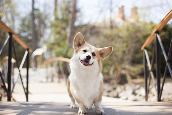 corgi köpek portresi gündüz açık yürüyüş 