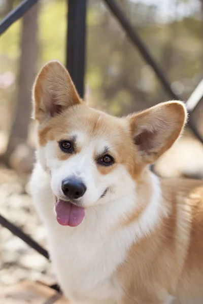 Retrato Cão Corgi Posando Livre Durante Dia — Fotografia de Stock