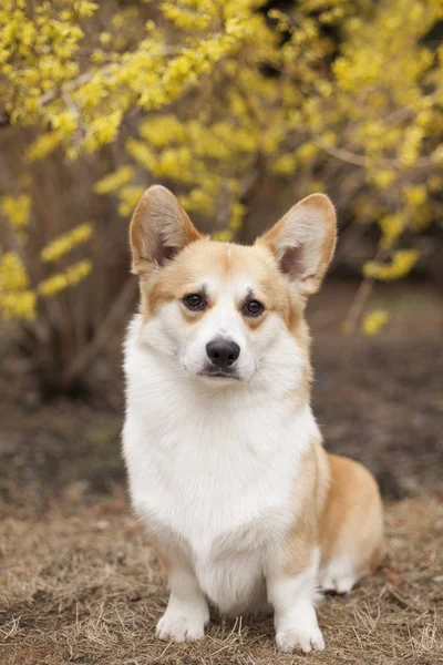昼間に屋外でポーズをとるコーギー犬の肖像画 ロイヤリティフリーのストック画像