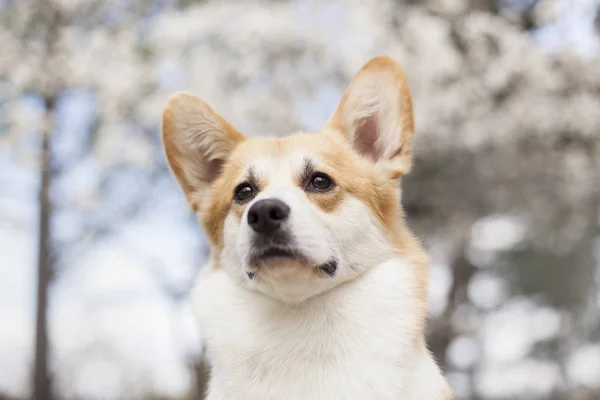 昼間に屋外でポーズをとるコーギー犬の肖像画 ストック写真