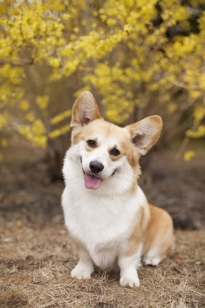 昼間に屋外でポーズをとるコーギー犬の肖像画 ロイヤリティフリーのストック写真