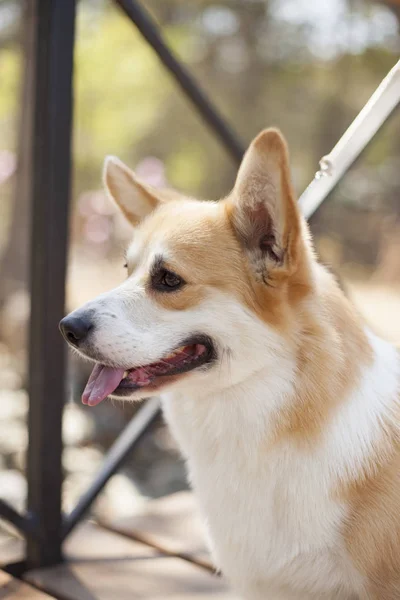 昼間に屋外でポーズをとるコーギー犬の肖像画 ストック写真