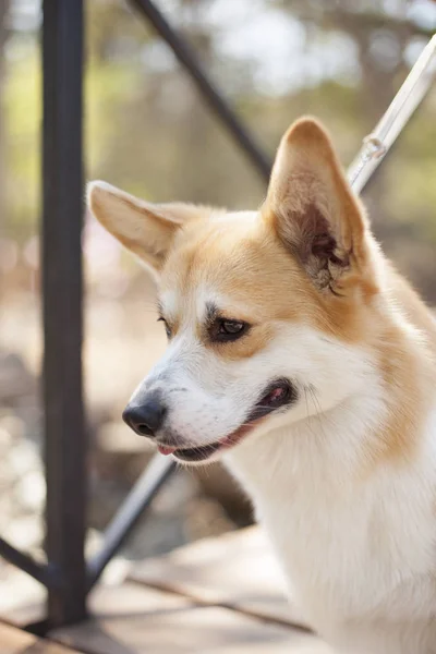 昼間に屋外でポーズをとるコーギー犬の肖像画 ストック写真