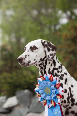 yarışma kupa ile muhteşem Dalmaçyalı köpek portresi 