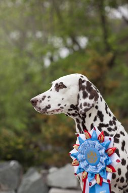 yarışma kupa ile muhteşem Dalmaçyalı köpek portresi 