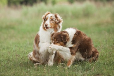 gündüz açık havada poz sevimli köpekler