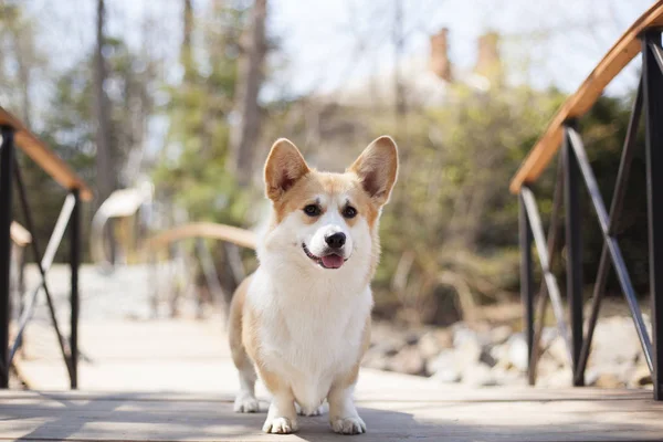 昼間に屋外を歩くコーギー犬の肖像画 — ストック写真