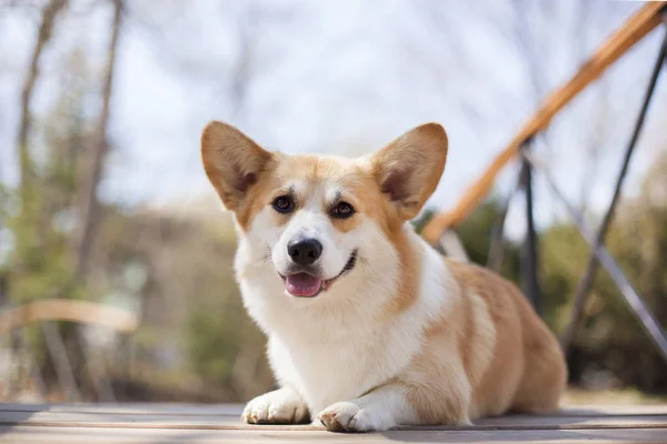 昼間に屋外でポーズをとるコーギー犬の肖像画 — ストック写真