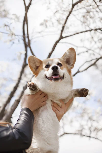 kadın elleri gündüz corgi köpek açık tutarak 