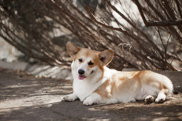 Portrait Corgi Dog Posing Outdoor Daytime — Stock Photo, Image
