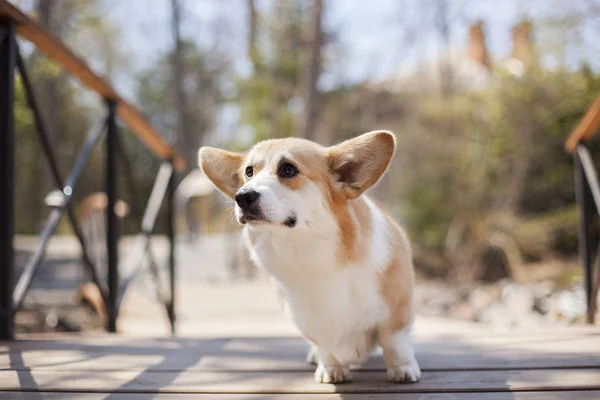 昼間に屋外を歩くコーギー犬の肖像画 — ストック写真