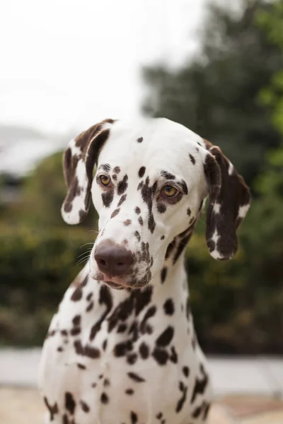 Ritratto Splendido Cane Dalmata Sfondo Sfocato — Foto Stock