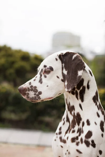 portrait of gorgeous Dalmatian dog on blurred background