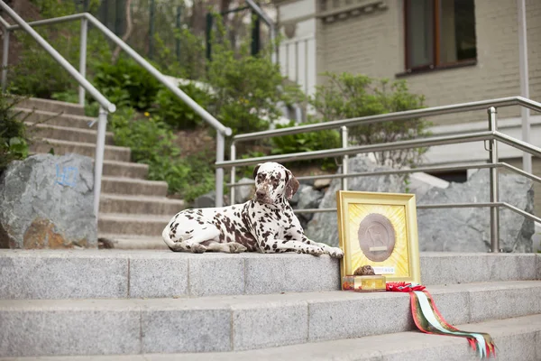 屋外の階段に横たわる豪華なダルマチアの犬 ロイヤリティフリーのストック写真