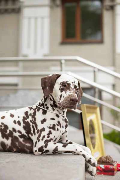 屋外の階段に横たわる豪華なダルマチアの犬 ロイヤリティフリーのストック画像