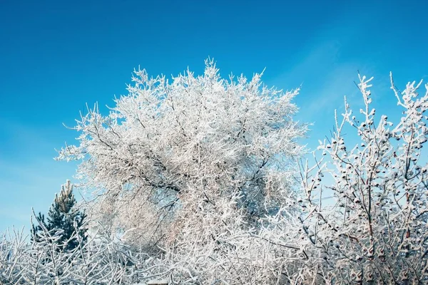 Kış Kar Soğuk Güzel — Stok fotoğraf
