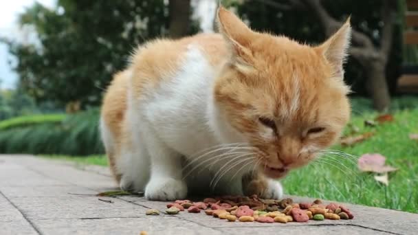 少し薄茶色の猫は庭で餌を食べる — ストック動画