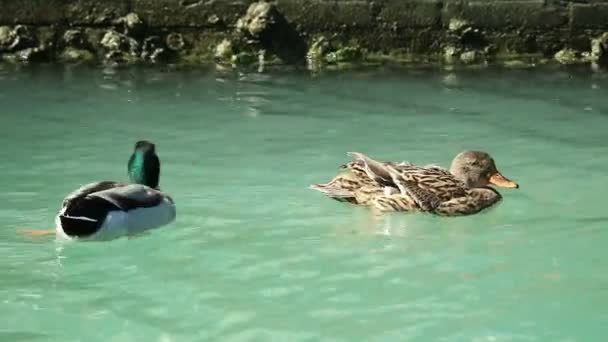 Los Patos Nadan Canal Veneciano Italia — Vídeo de stock