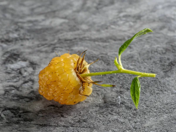 eco-friendly rattled rugged large yellow raspberries grown in its own garden with a gray marble background