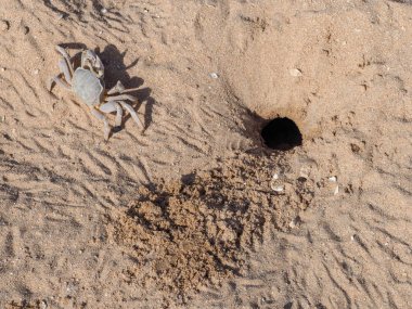 düşük gelgit kumlu plajda deniz yengeç