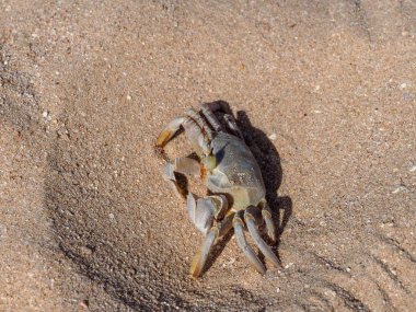 düşük gelgit kumlu plajda deniz yengeç