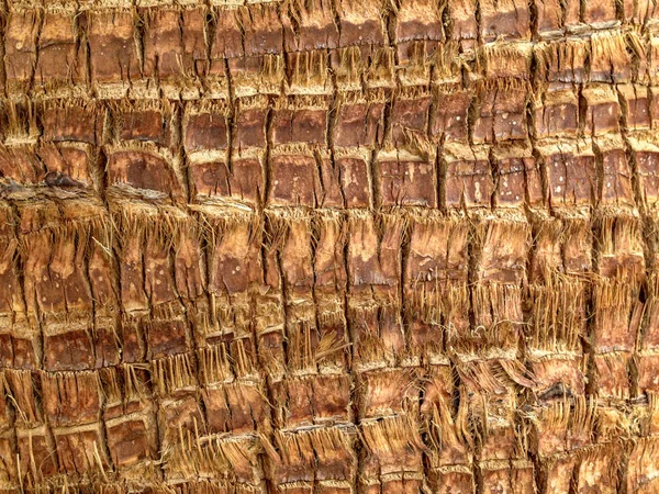 Palm Träd Bålen Textur Närbild — Stockfoto