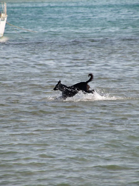 Черная Собака Бегущая Низкой Воде Пляже — стоковое фото