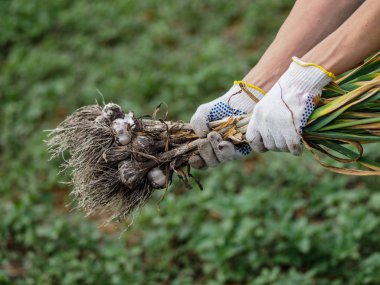 Organik sebzeler. Taze organik sarımsak bir çiftçinin elinde bir çevre dostu kürek kazılır. Sarımsak hasadı, yaz hasadı