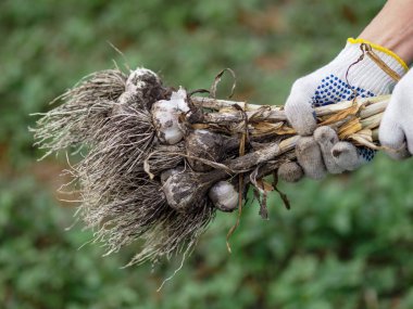 Organik sebzeler. Taze organik sarımsak bir çiftçinin elinde bir çevre dostu kürek kazılır. Sarımsak hasadı, yaz hasadı